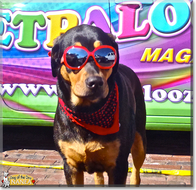 Nanea the Rottweiler mix, the Dog of the Day