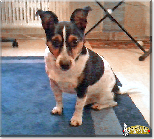 Snoopy the Jack Russell Terrier, the Dog of the Day