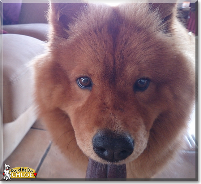 Chloe the Chow Chow, the Dog of the Day