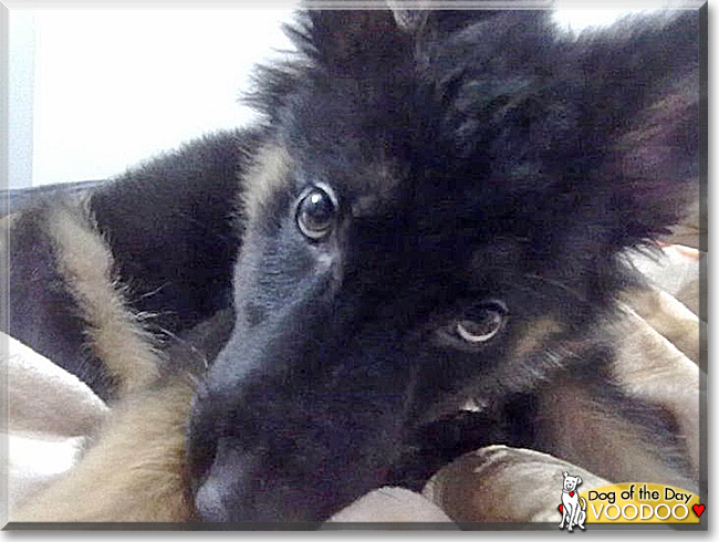 Voodoo the German Shepherd, Collie mix, the Dog of the Day