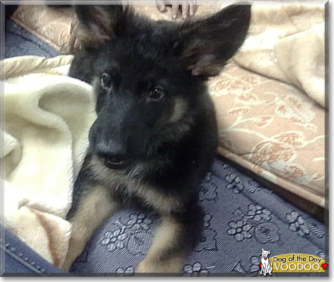 Voodoo the German Shepherd, Collie mix, the Dog of the Day
