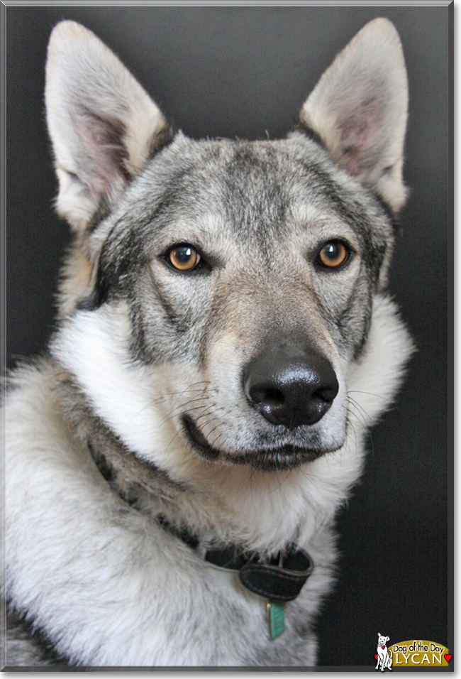 Lycan the Wolfdog, the Dog of the Day