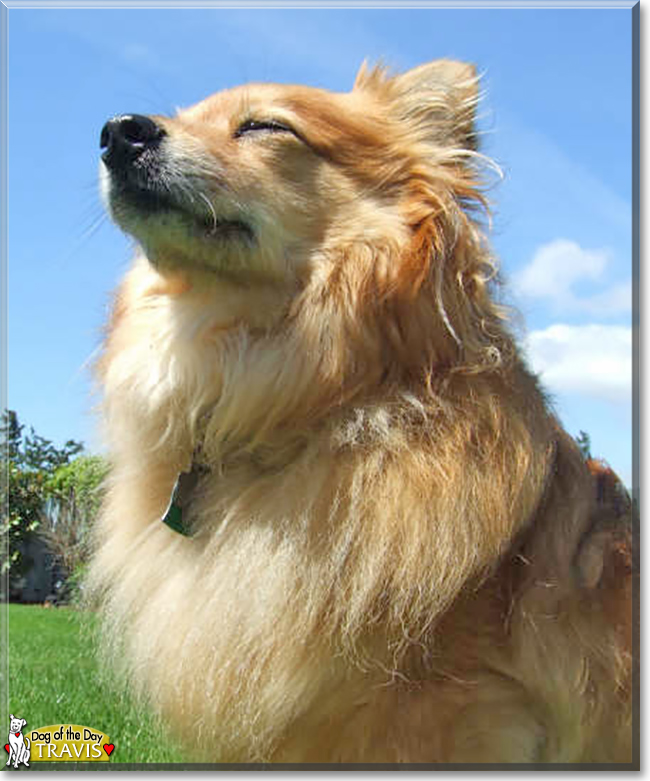 Travis the Pomeranian mix, the Dog of the Day