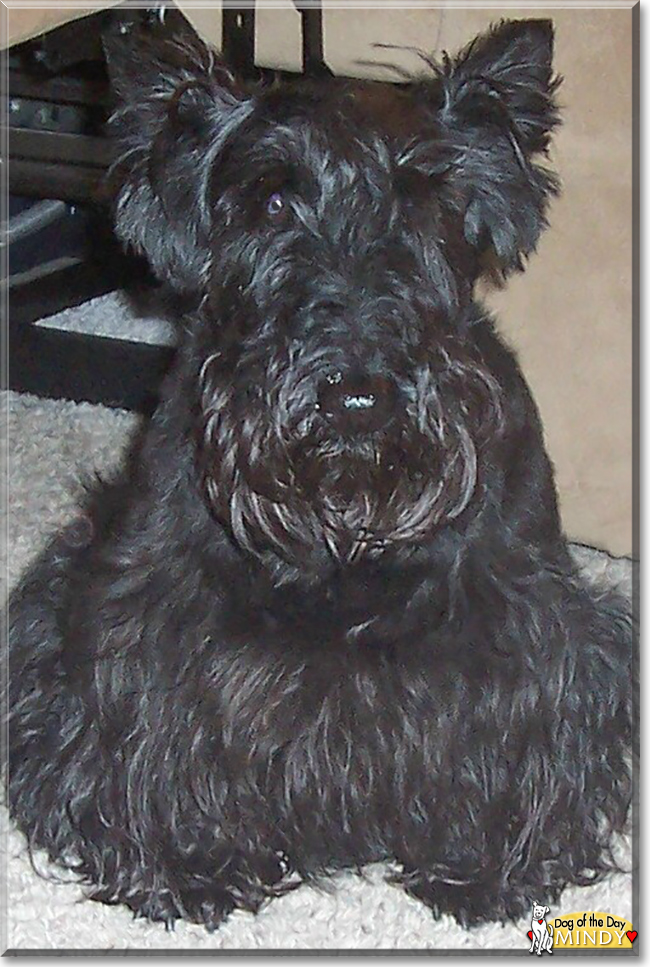 Mindy the Scottish Terrier, the Dog of the Day