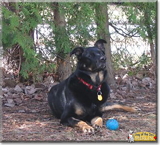 Merlin the Rottweiler, German Shepherd mix, the Dog of the Day
