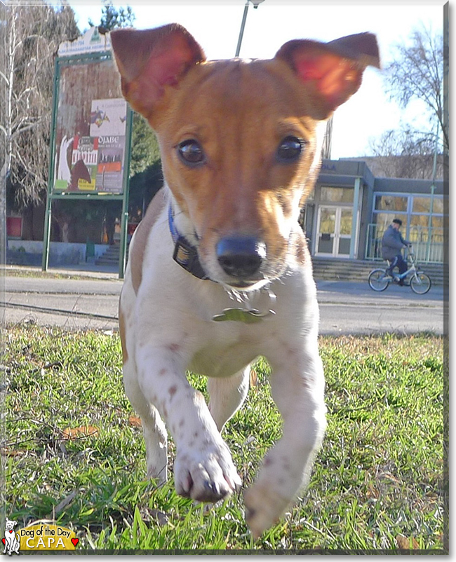 Cápa the Jack Russell Terrier, the Dog of the Day