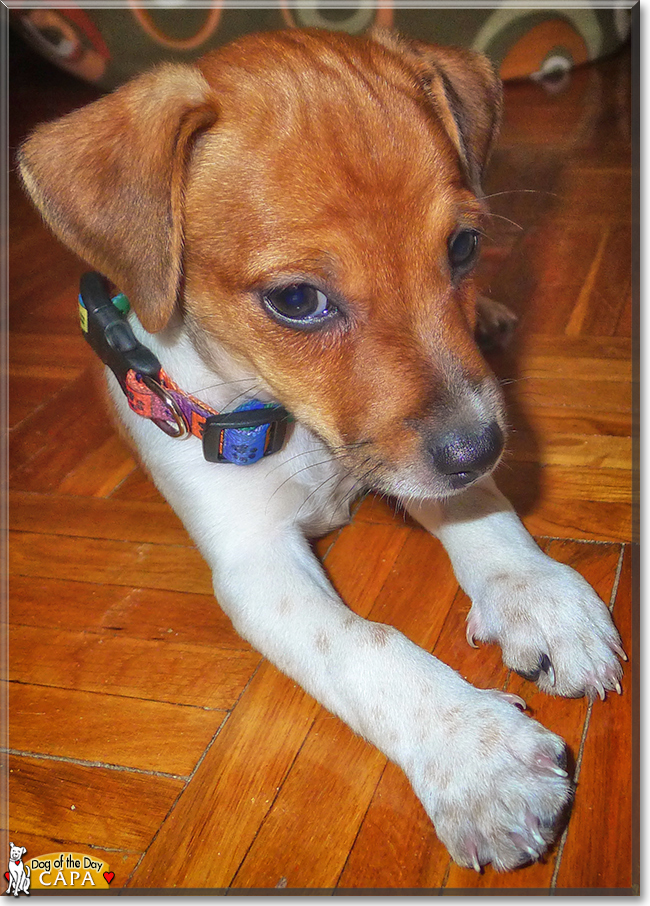 Cápa the Jack Russell Terrier, the Dog of the Day