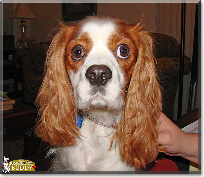 Buddy the Cavalier King Charles Spaniel , the Dog of the Day