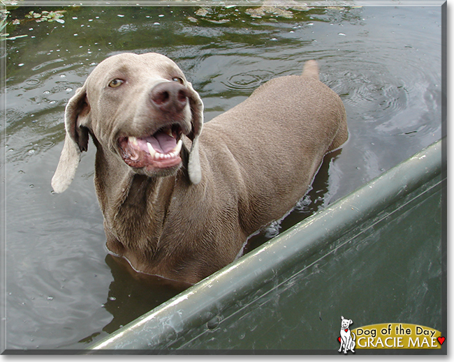 Gracie Mae the Weimaraner, the Dog of the Day