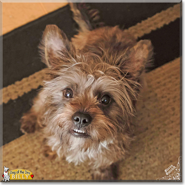 Billy the Yorkshire Terrier, Miniature Schnauzer mix, the Dog of the Day