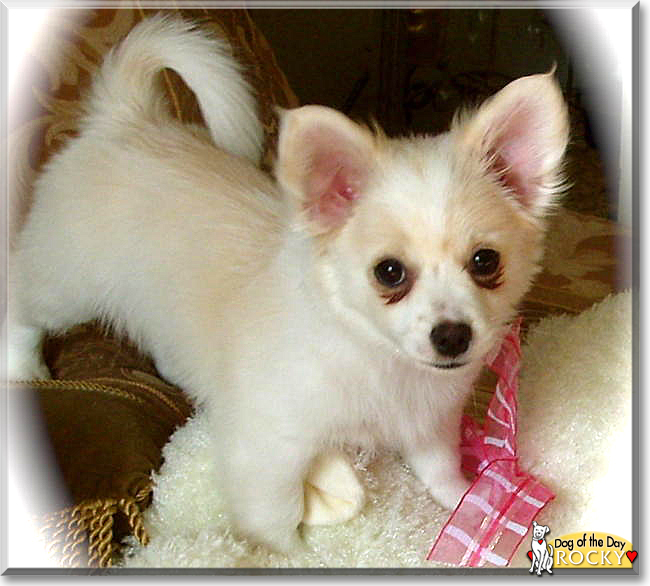 Rocky the Pomeranian, Chihuahua mix, the Dog of the Day