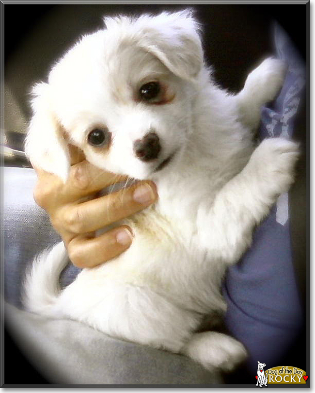 Rocky the Pomeranian, Chihuahua mix, the Dog of the Day