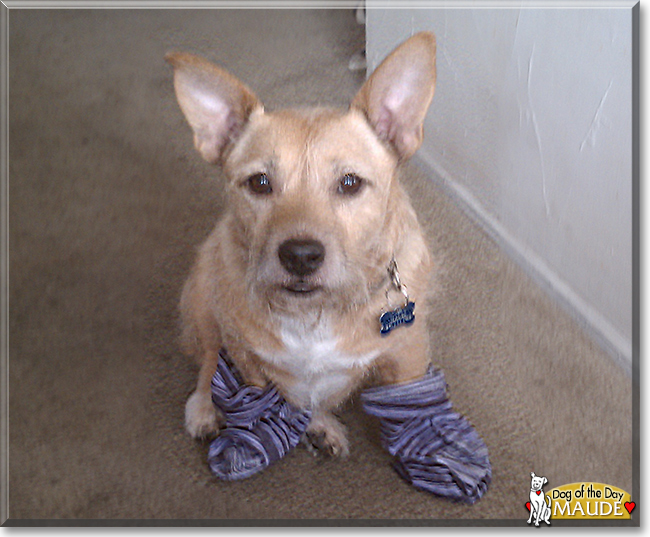 Maude the Terrier/Corgi mix, the Dog of the Day