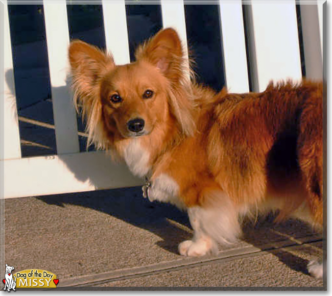 Missy the Pembroke Welsh Corgi, the Dog of the Day