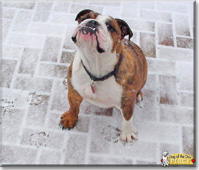 Percy the English Bulldog, the Dog of the Day