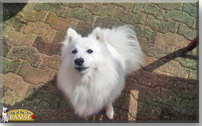 Bamse the Japanese Spitz, the Dog of the Day