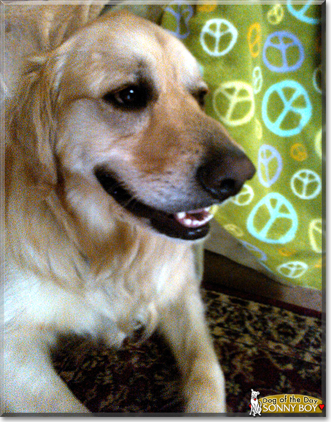 Sonny Boy the Golden Retriever, the Dog of the Day