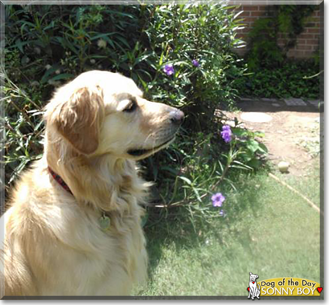 Sonny Boy the Golden Retriever, the Dog of the Day