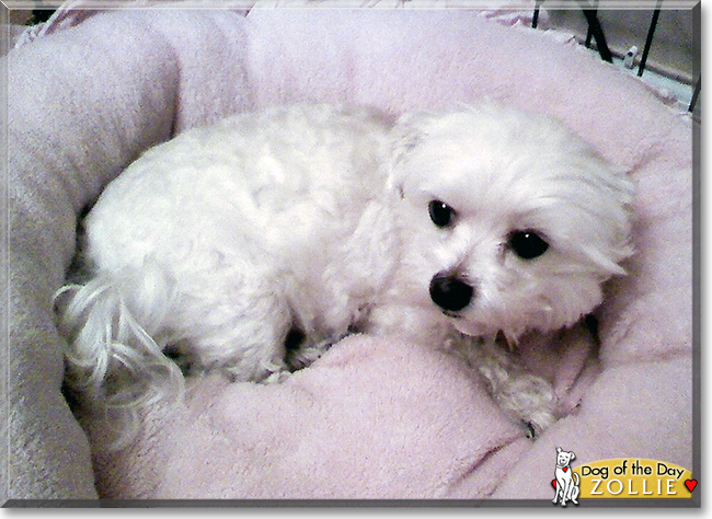Zollie the Maltese, the Dog of the Day