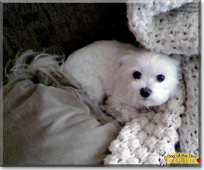 Zollie the Maltese, the Dog of the Day