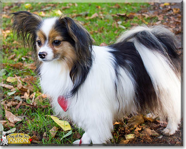 Anton the Papillon, the Dog of the Day