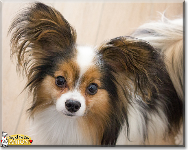 Anton the Papillon, the Dog of the Day