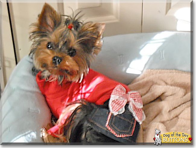Buttons the Yorkshire Terrier, the Dog of the Day