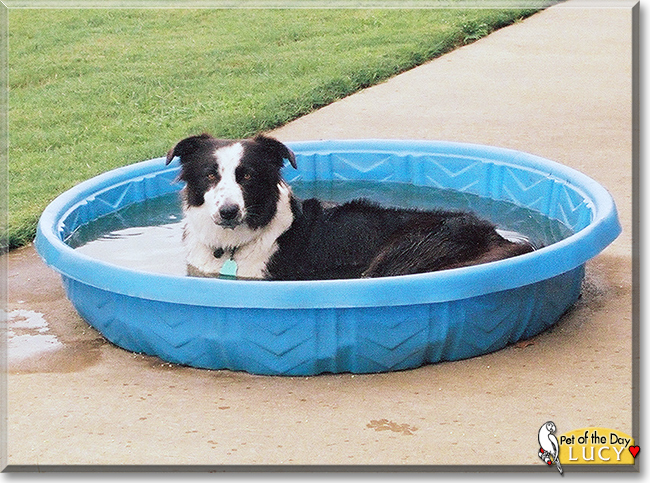 Lucy the Border Collie, the Dog of the Day