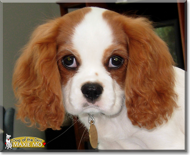 Maxie Mo the Cavalier King Charles Spaniel, the Dog of the Day
