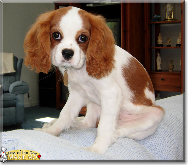 Maxie Mo the Cavalier King Charles Spaniel, the Dog of the Day