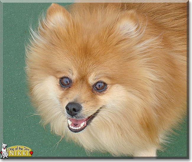 Nikki the Pomeranian, the Dog of the Day