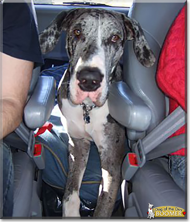 Boomer the Great Dane, the Dog of the Day