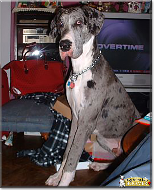Boomer the Great Dane, the Dog of the Day