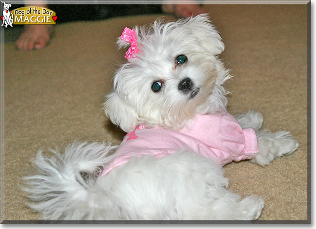 Maggie the Maltese, the Dog of the Day