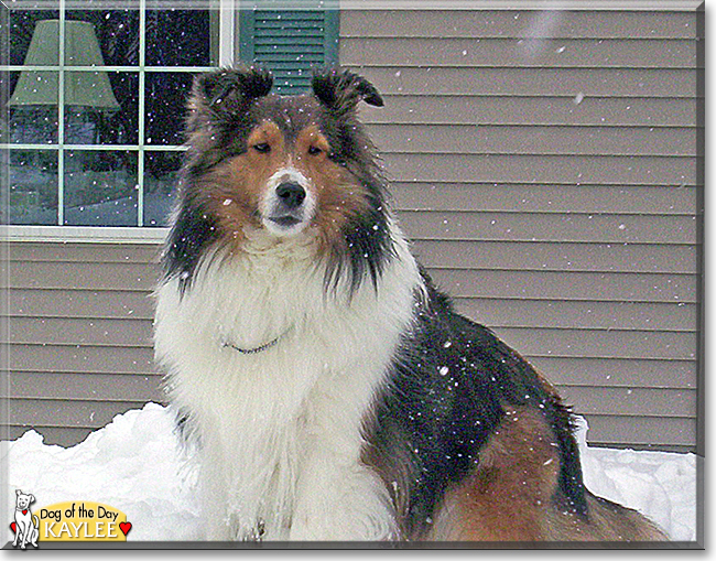 KayLee the Shetland Sheepdog, the Dog of the Day