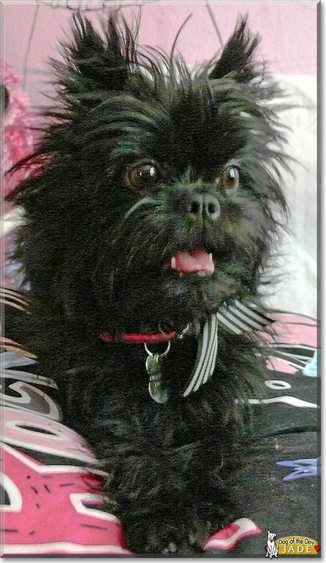 Jade the Affenpinscher, the Dog of the Day