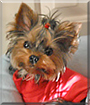 Buttons the Yorkshire Terrier