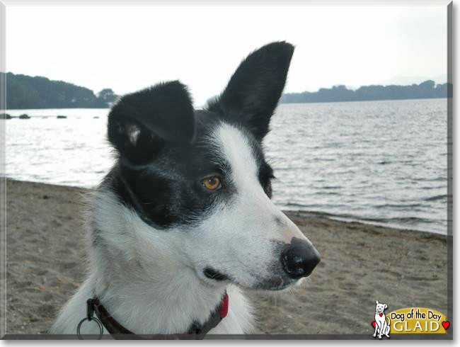 Glaid the Border Collie, the Dog of the Day