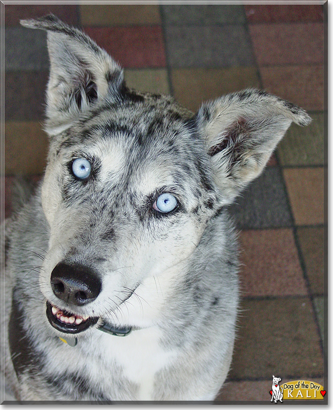 Kali the Catahoula Leopard Dog mix, the Dog of the Day