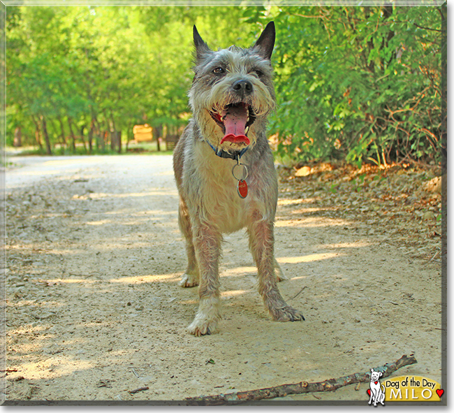 Milo the Schnauzer mix, the Dog of the Day