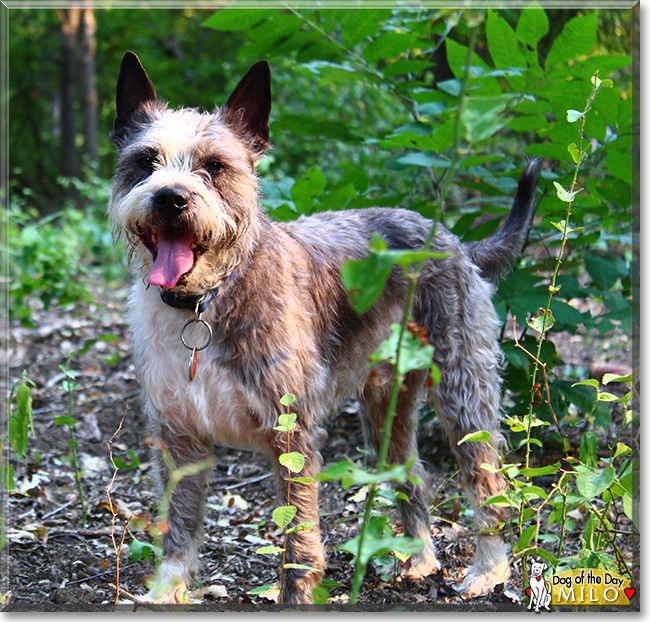 Milo the Schnauzer mix, the Dog of the Day