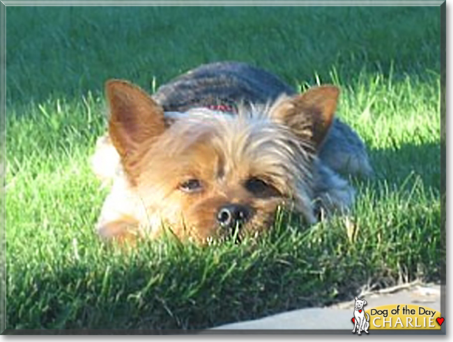 Charlie the Yorkshire Terrier, the Dog of the Day