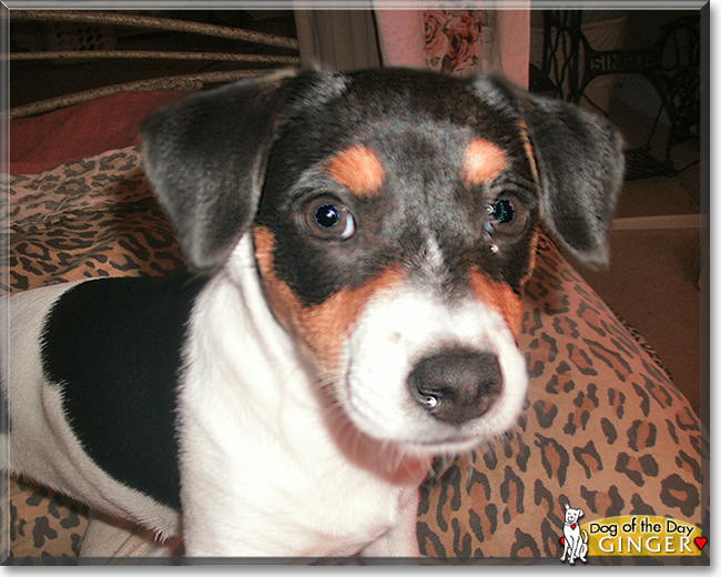 Ginger the Jack Russell Terrier, the Dog of the Day