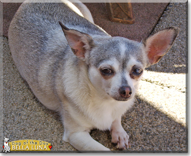 Bella Luna the Chihuahua, the Dog of the Day