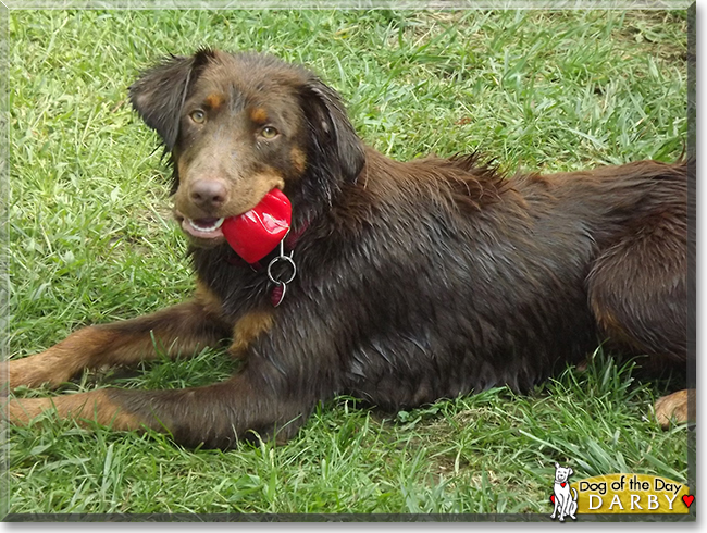 Darby the Labrador, German Long-haired Pointer mix, the Dog of the Day