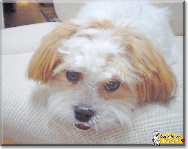 Iggy the Maltese, Shih Tzu mix, the Dog of the Day