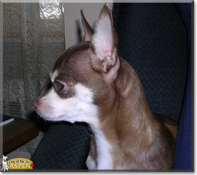 Aspen the Chihuahua, the Dog of the Day