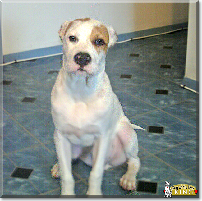 King the American Pitbull Terrier, the Dog of the Day