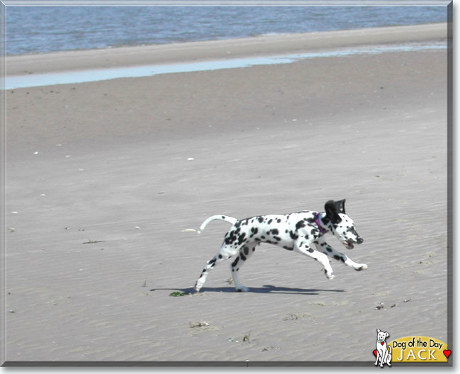 Jack the Dalmatian, the Dog of the Day