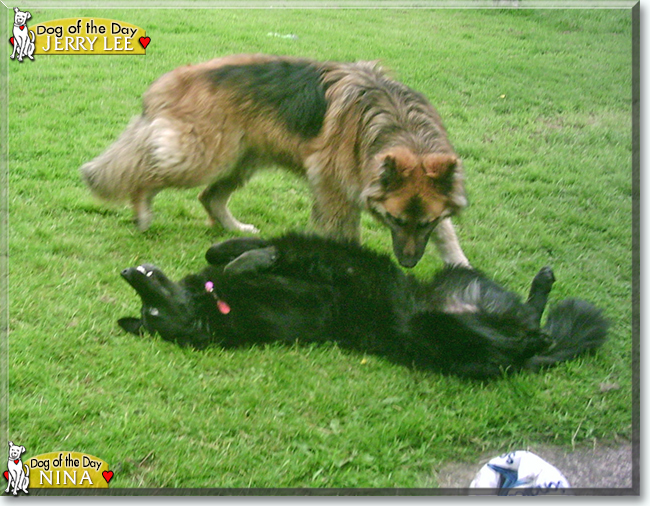 Nina, Jerry Lee the German Shepherds, the Dog of the Day